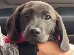 Cachorro raça SRD-ViraLata idade  nome FRED