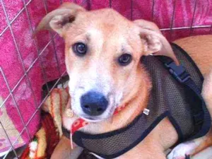 Cachorro raça SRD idade 2 a 6 meses nome MARLEY