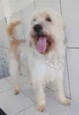 Cachorro raça Srd idade 2 anos nome Bart