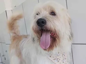 Cachorro raça Srd idade 2 anos nome Bart