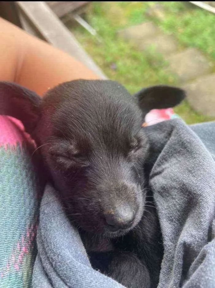 Cachorro ra a Sem raça pre definida  idade Abaixo de 2 meses nome Thor