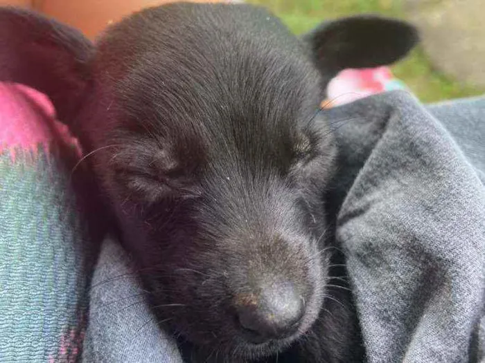 Cachorro ra a Sem raça pre definida  idade Abaixo de 2 meses nome Thor