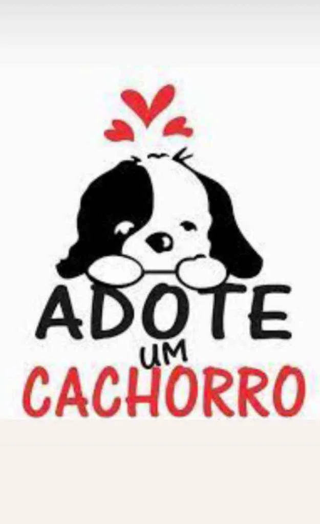 Cachorro ra a Sem raça definida idade Abaixo de 2 meses nome Sem nome ainda