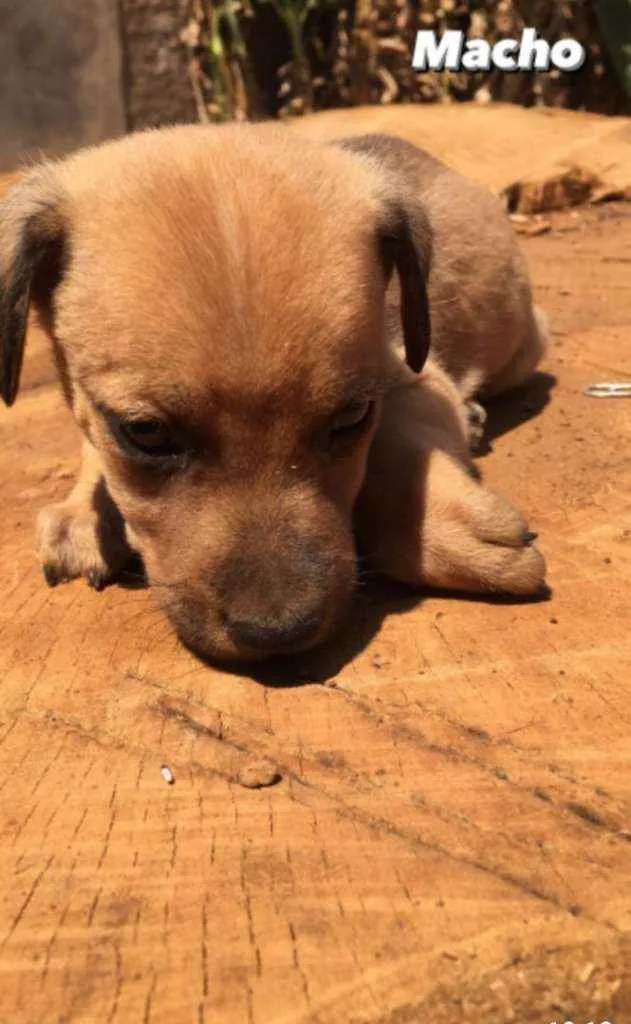 Cachorro ra a Sem raça definida idade Abaixo de 2 meses nome Sem nome ainda