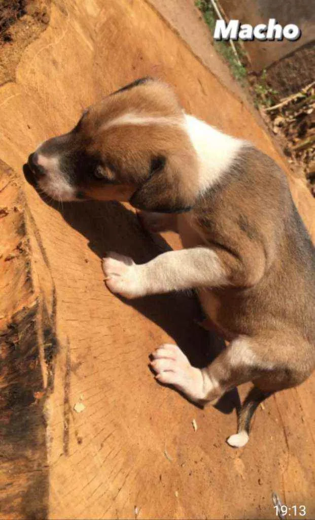Cachorro ra a Sem raça definida idade Abaixo de 2 meses nome Sem nome ainda