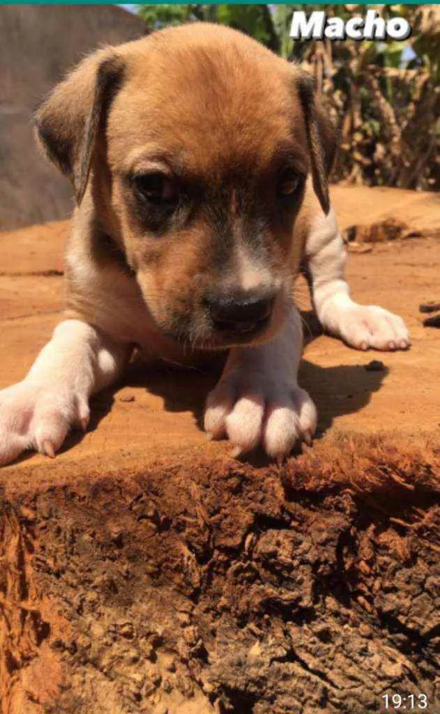 Cachorro ra a Sem raça definida idade Abaixo de 2 meses nome Sem nome ainda