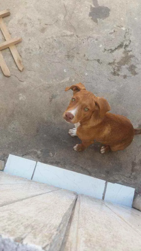 Cachorro raça Vira lata  idade 4 anos nome Jujuba 