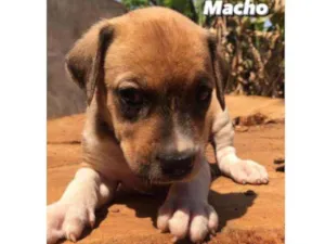 Cachorro raça Sem raça definida idade Abaixo de 2 meses nome Sem nome ainda