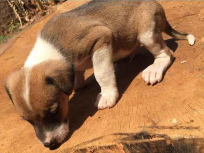 Cachorro ra a Sem raça definida idade Abaixo de 2 meses nome Sem nome ainda