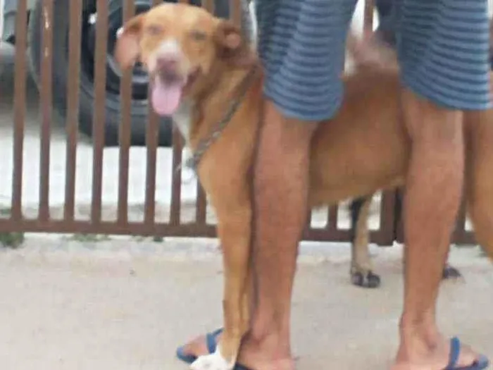 Cachorro raça Vira lata  idade 4 anos nome Jujuba 