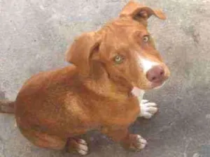 Cachorro raça Vira lata  idade 4 anos nome Jujuba 