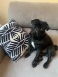 Cachorro raça Pug idade 1 ano nome Pezeto