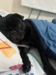 Cachorro raça Pug idade 1 ano nome Pezeto