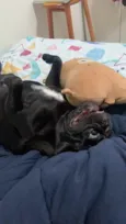 Cachorro raça Pug idade 1 ano nome Pezeto