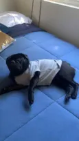 Cachorro raça Pug idade 1 ano nome Pezeto