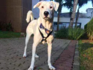 Cachorro raça Mix de labrador com shinowser idade 2 a 6 meses nome Snow