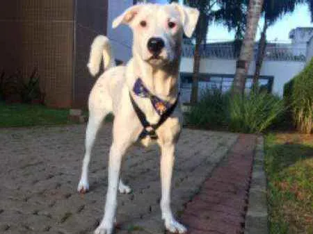 Cachorro raça Mix de labrador com shinowser idade 2 a 6 meses nome Snow