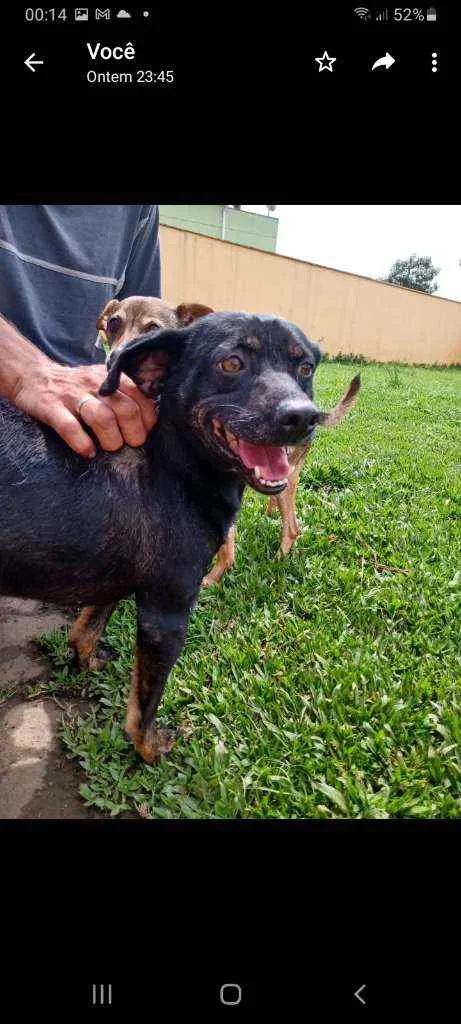 Cachorro ra a SRD idade 2 anos nome Roof