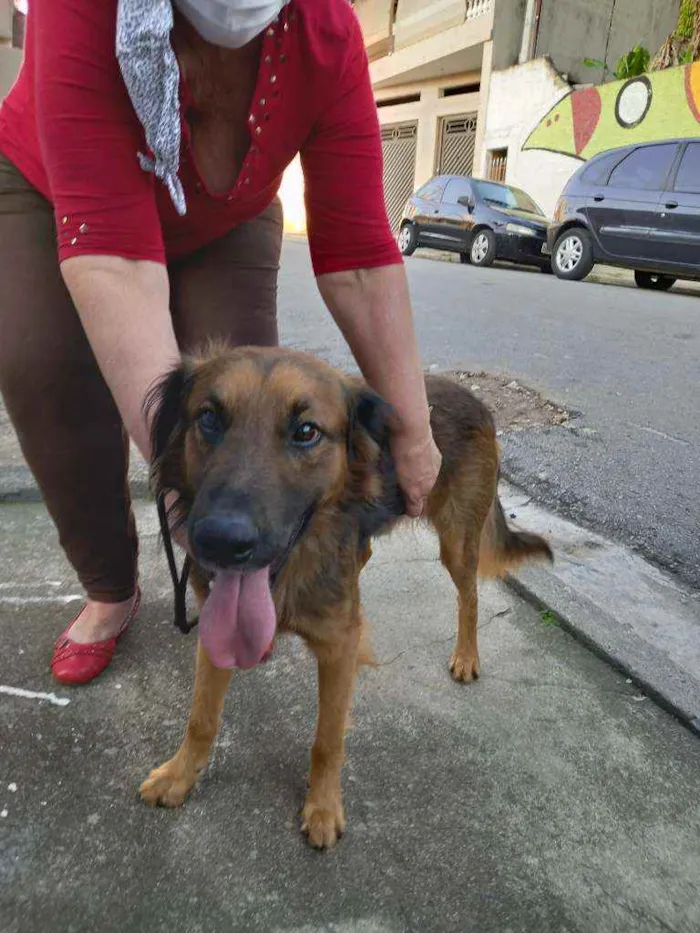 Cachorro raça SRD  Tem as cores de um pastor idade 2 anos nome Rajhi