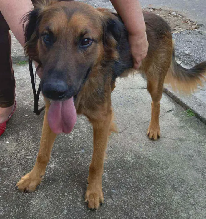 Cachorro raça SRD  Tem as cores de um pastor idade 2 anos nome Rajhi