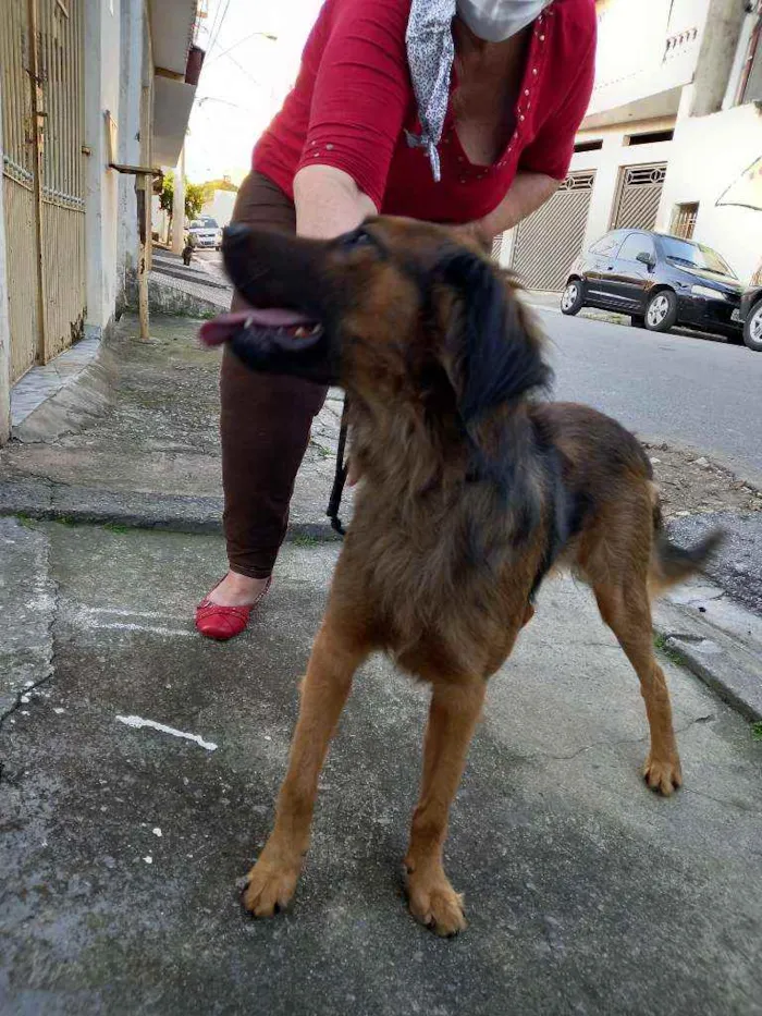Cachorro raça SRD  Tem as cores de um pastor idade 2 anos nome Rajhi