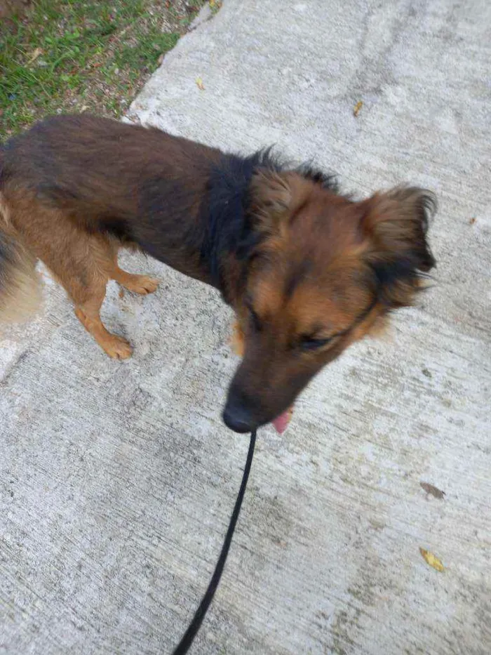 Cachorro raça SRD  Tem as cores de um pastor idade 2 anos nome Rajhi