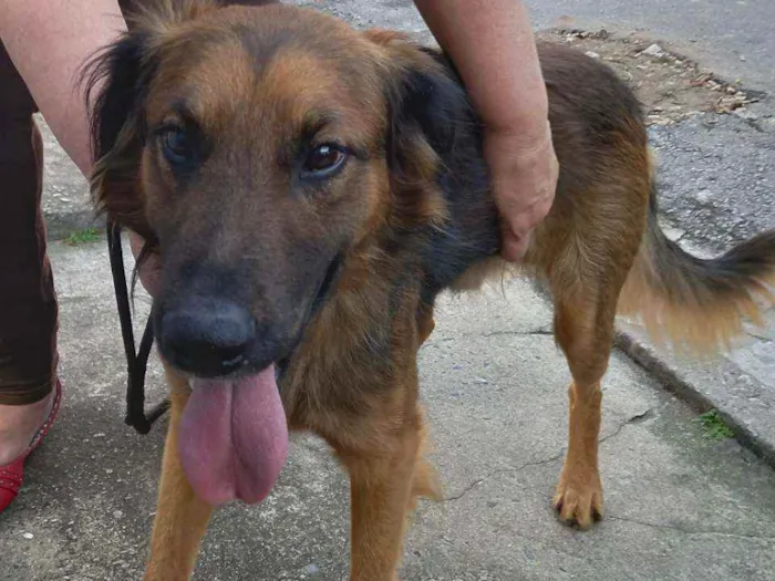 Cachorro raça SRD  Tem as cores de um pastor idade 2 anos nome Rajhi