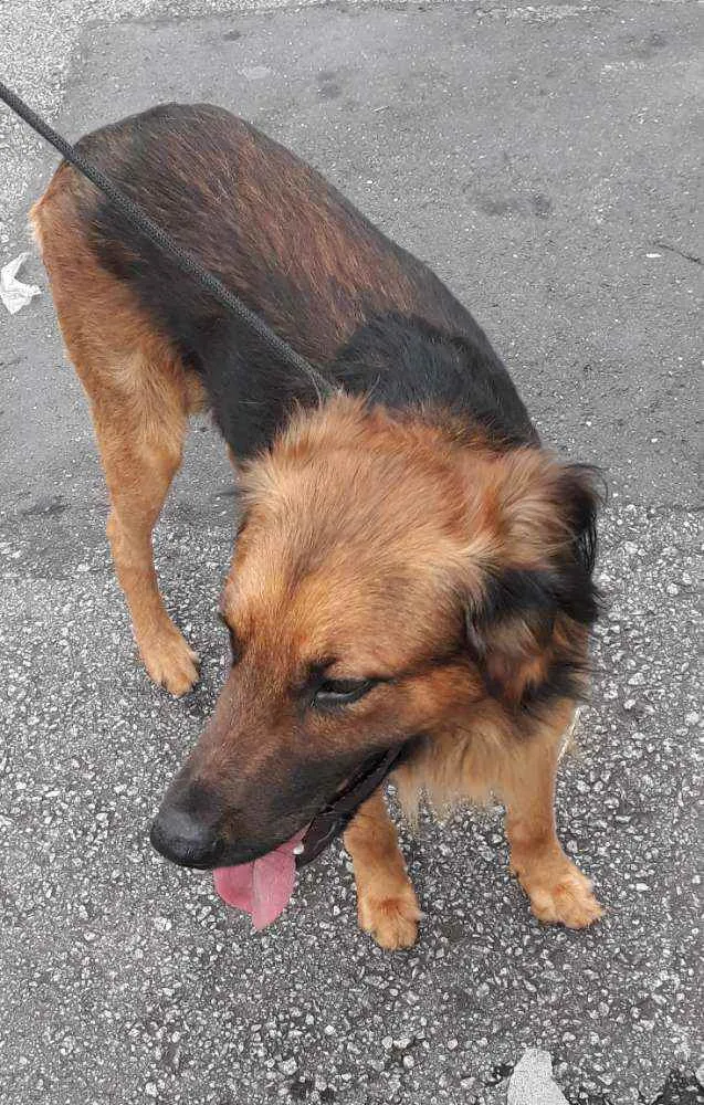 Cachorro raça SRD  Tem as cores de um pastor idade 2 anos nome Rajhi
