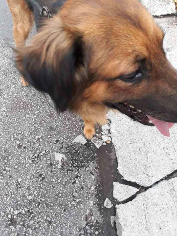Cachorro raça SRD  Tem as cores de um pastor idade 2 anos nome Rajhi