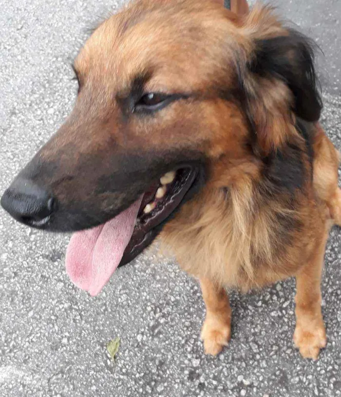 Cachorro raça SRD  Tem as cores de um pastor idade 2 anos nome Rajhi