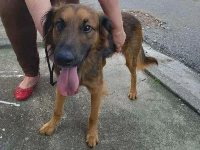 Cachorro raça SRD  Tem as cores de um pastor idade 2 anos nome Rajhi