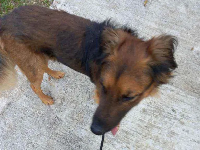 Cachorro raça SRD  Tem as cores de um pastor idade 2 anos nome Rajhi