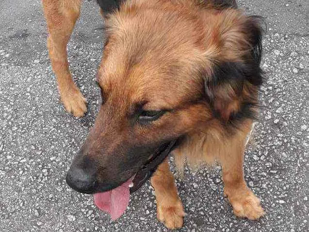 Cachorro raça SRD  Tem as cores de um pastor idade 2 anos nome Rajhi