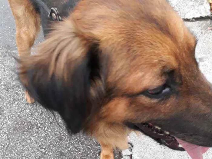 Cachorro raça SRD  Tem as cores de um pastor idade 2 anos nome Rajhi