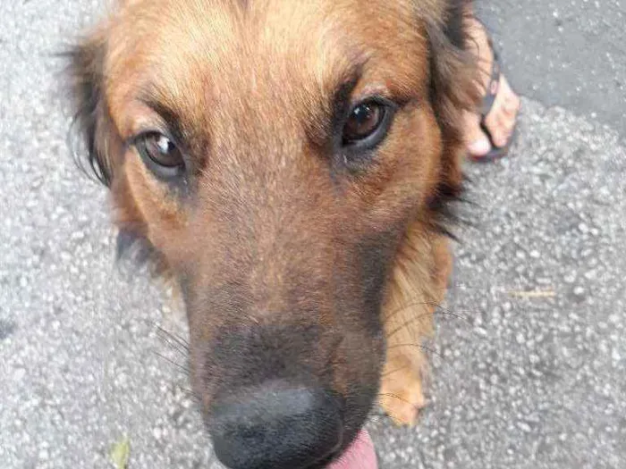 Cachorro raça SRD  Tem as cores de um pastor idade 2 anos nome Rajhi