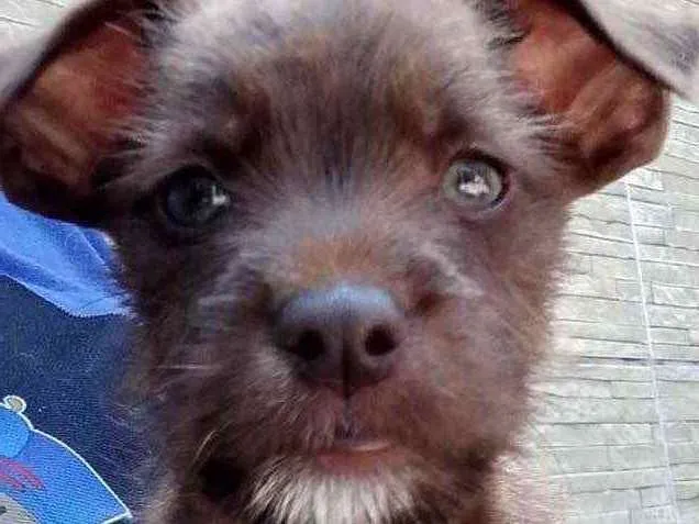 Cachorro ra a Linda idade Abaixo de 2 meses nome Romeu 