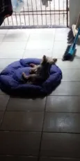 Rafa