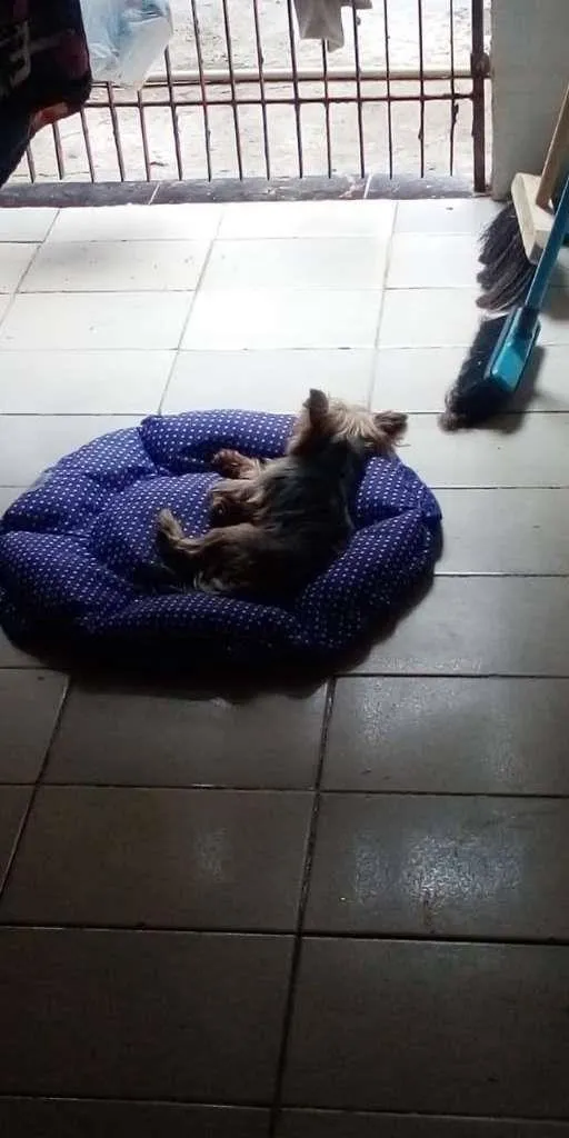 Cachorro raça Yorkshire idade 4 anos nome Rafa