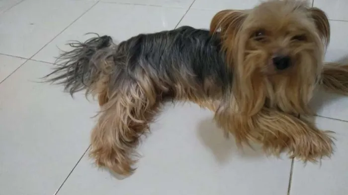 Cachorro raça Yorkshire idade 4 anos nome Rafa