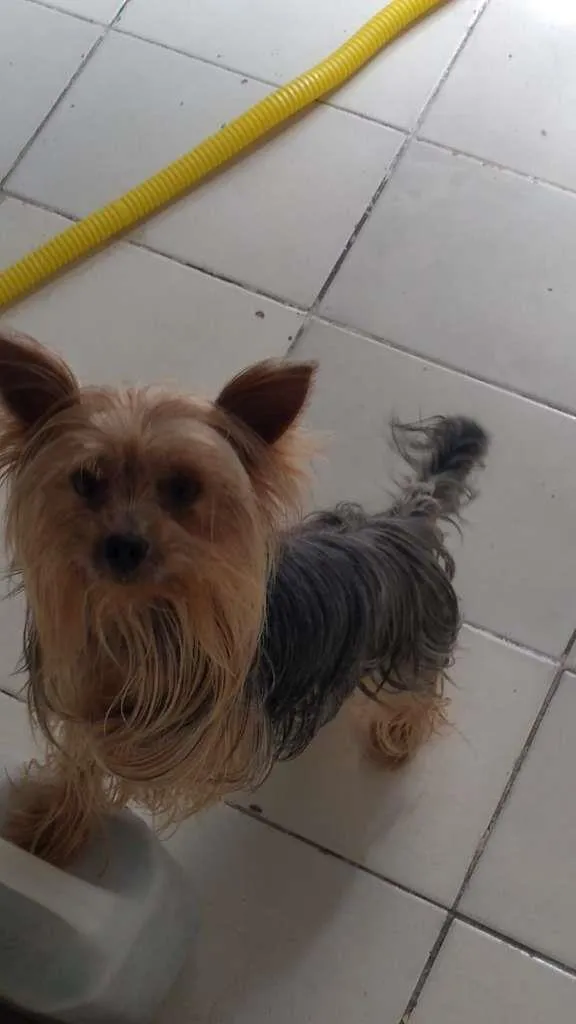 Cachorro raça Yorkshire idade 4 anos nome Rafa