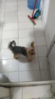 Rafa