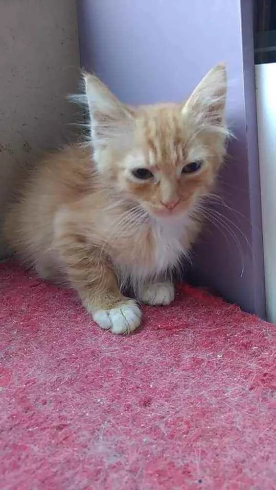 Gato ra a Srd idade 2 a 6 meses nome Piter