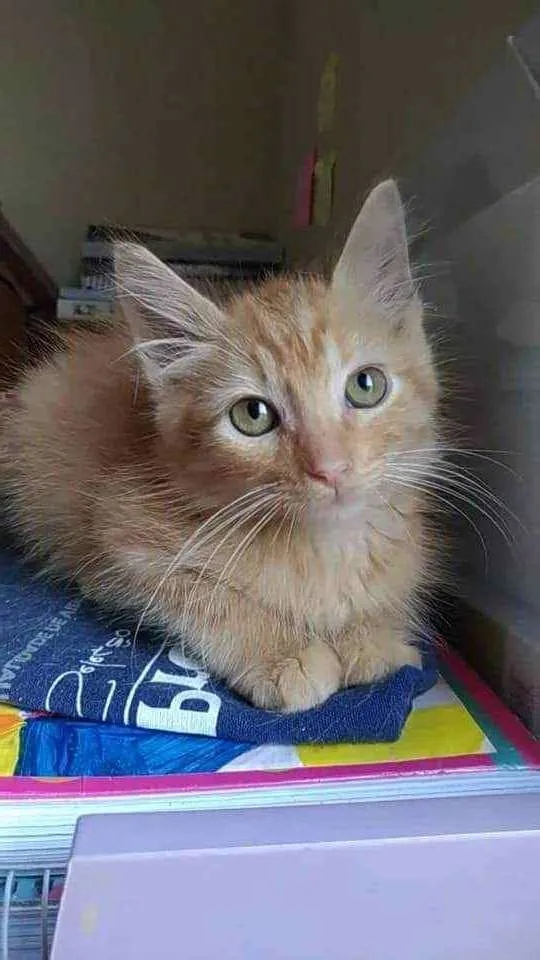 Gato ra a Srd idade 2 a 6 meses nome Pierre