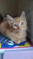 Pierre