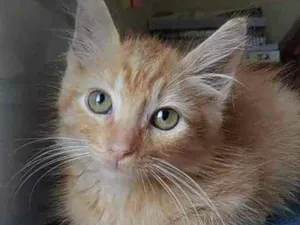 Gato raça Srd idade 2 a 6 meses nome Pierre