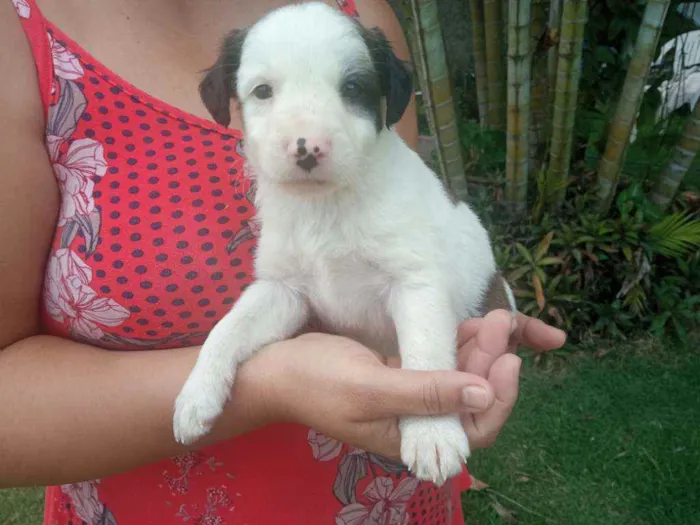 Cachorro raça Sem raça definida idade Abaixo de 2 meses nome Ainda não tem nomes