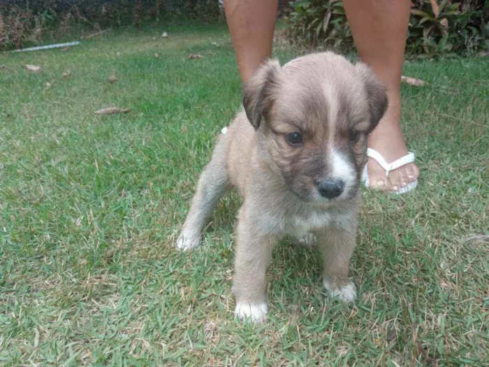 Cachorro raça Sem raça definida idade Abaixo de 2 meses nome Ainda não tem nomes