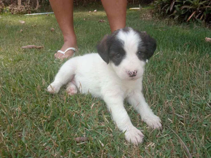 Cachorro raça Sem raça definida idade Abaixo de 2 meses nome Ainda não tem nomes