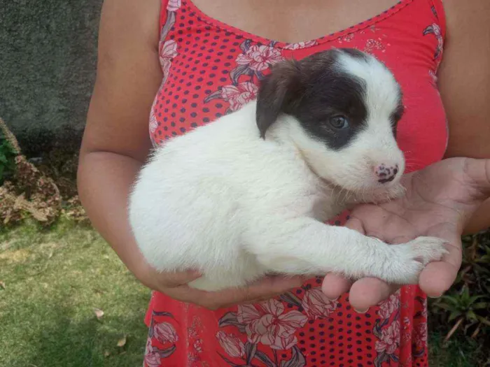Cachorro raça Sem raça definida idade Abaixo de 2 meses nome Ainda não tem nomes