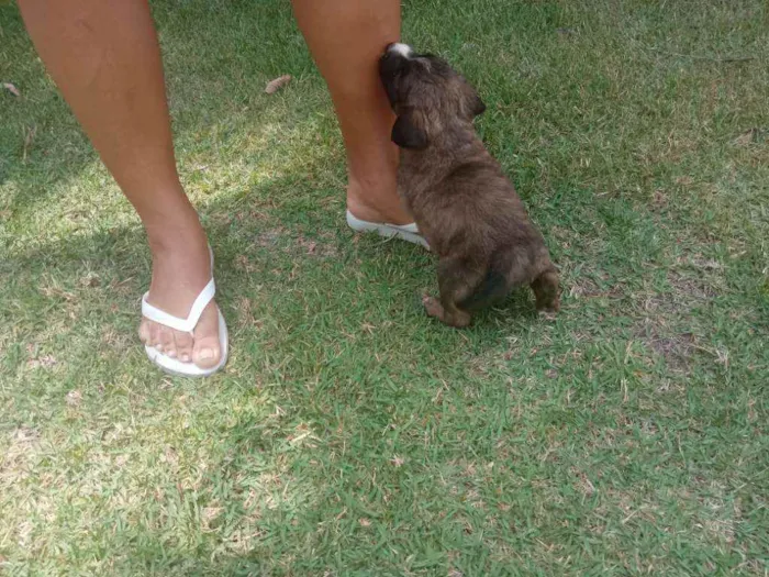 Cachorro raça Sem raça definida idade Abaixo de 2 meses nome Ainda não tem nomes